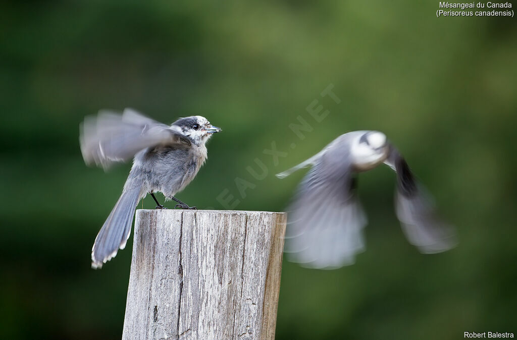 Grey JayFirst year