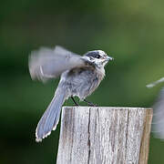 Grey Jay