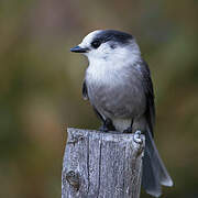 Grey Jay