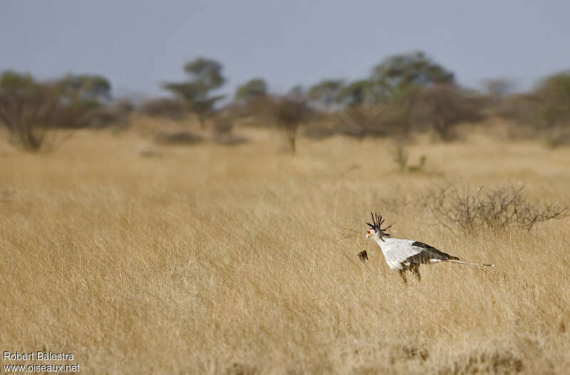 Messager sagittaireadulte, habitat