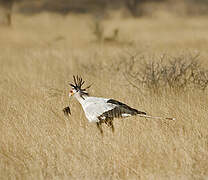 Secretarybird