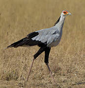 Secretarybird