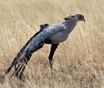 Secretarybird