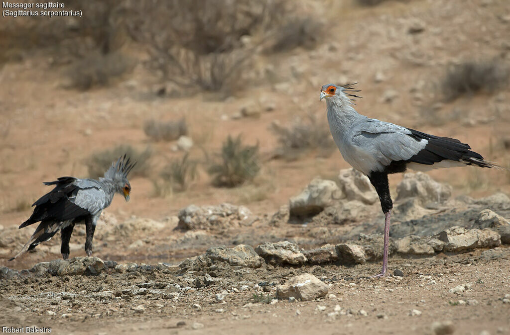 Secretarybird