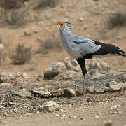 Secretarybird