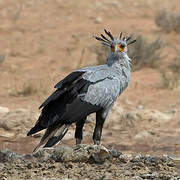 Secretarybird