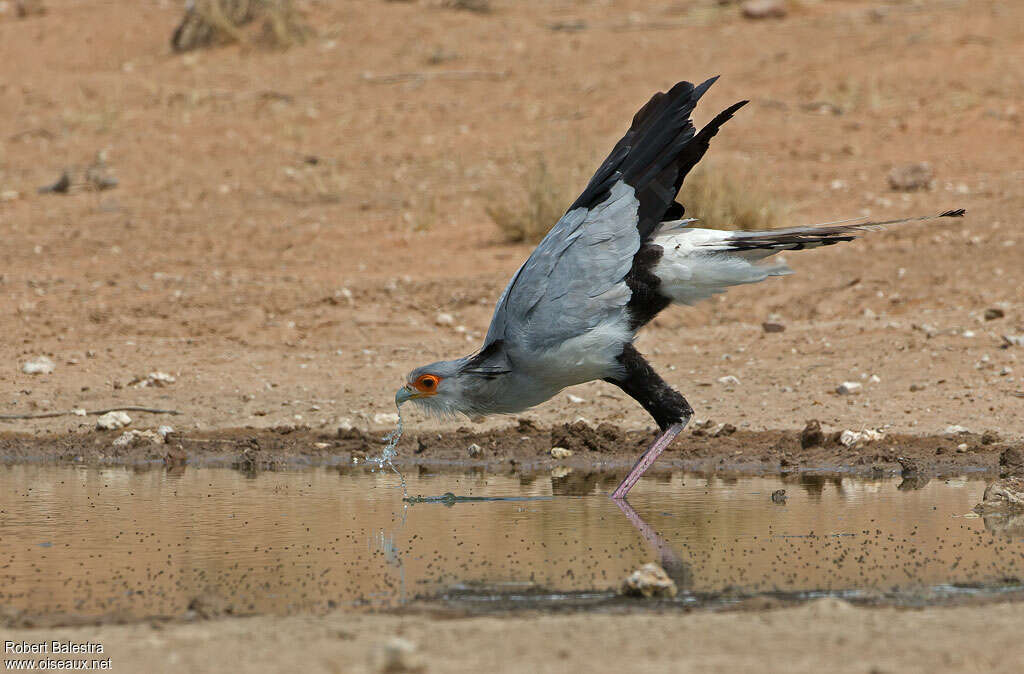 Secretarybirdadult, drinks