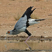 Secretarybird