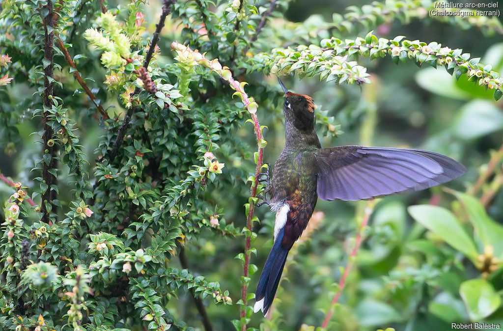 Rainbow-bearded Thornbill