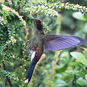 Rainbow-bearded Thornbill