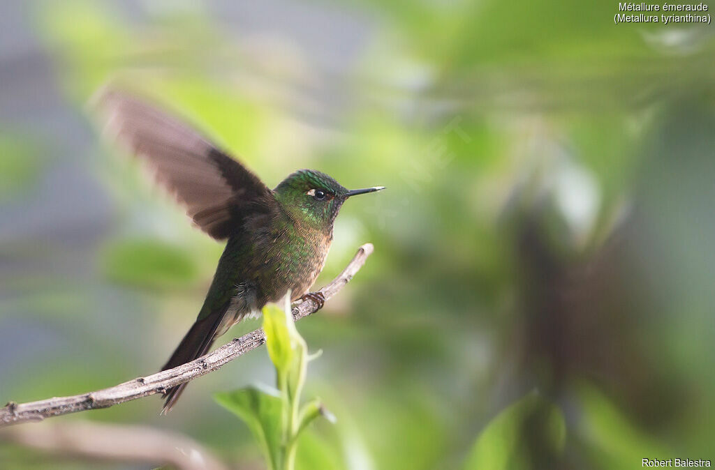 Tyrian Metaltail