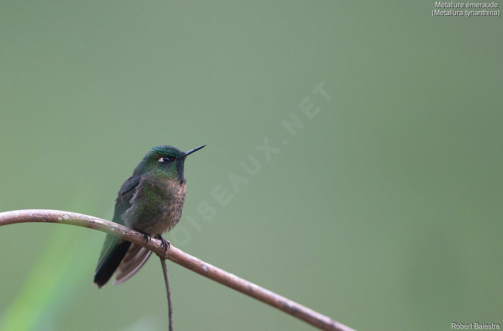 Tyrian Metaltail