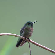 Tyrian Metaltail