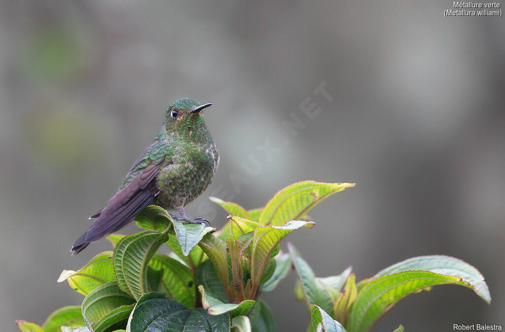 Viridian Metaltail