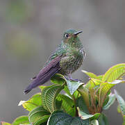 Viridian Metaltail