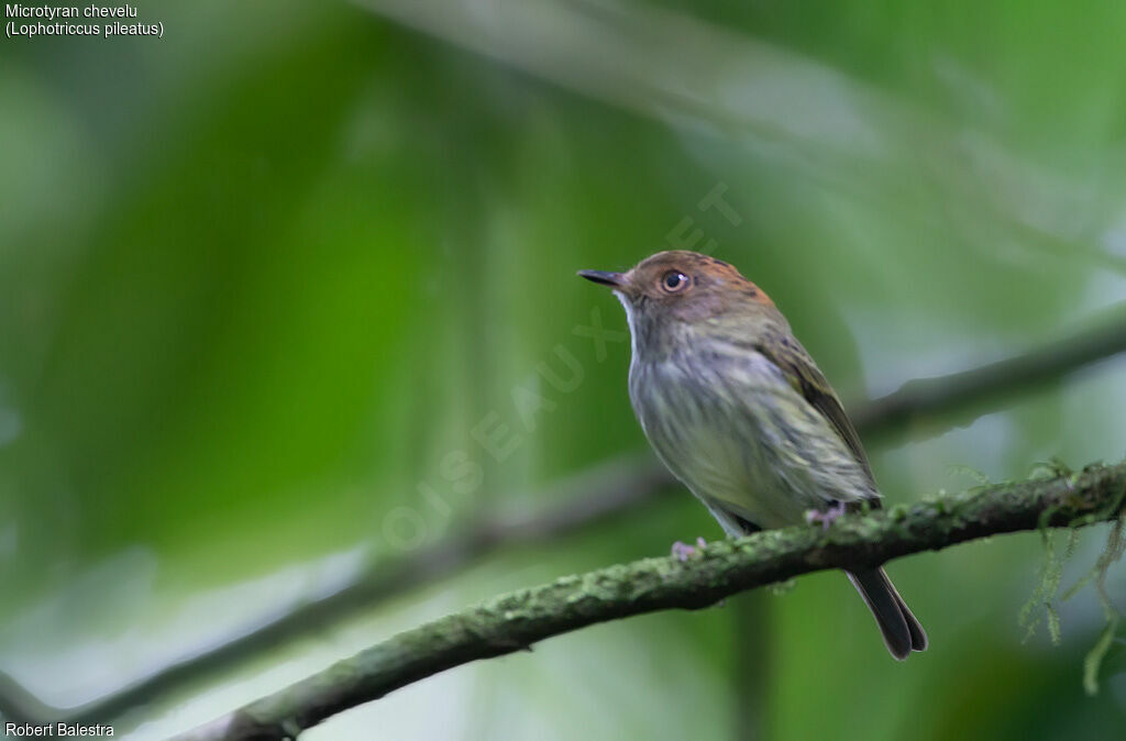 Scale-crested Pygmy Tyrant female