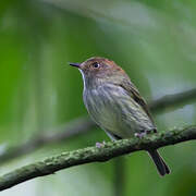 Scale-crested Pygmy Tyrant