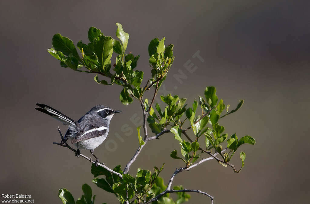 Fairy Flycatcher male adult, identification