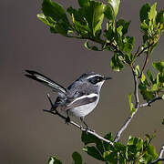 Fairy Flycatcher