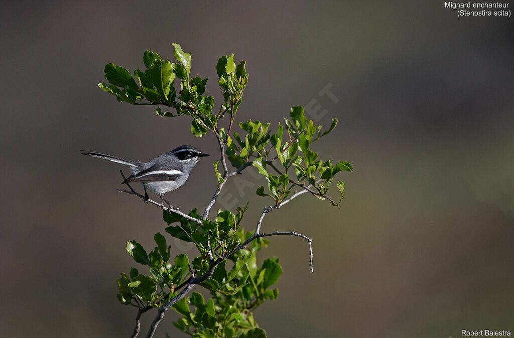 Fairy Flycatcher