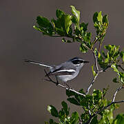 Fairy Flycatcher