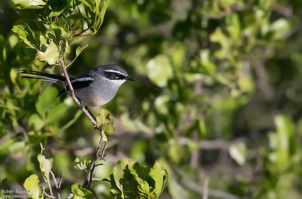 Fairy Flycatcher, identification