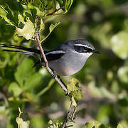 Fairy Flycatcher