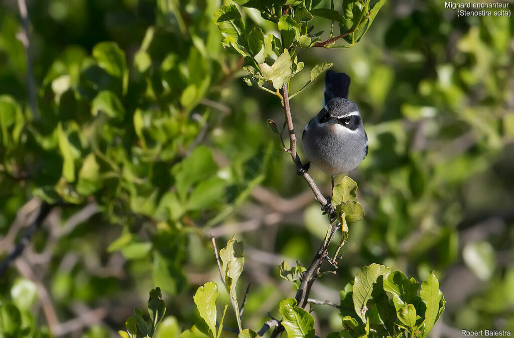 Fairy Flycatcher