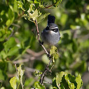 Fairy Flycatcher