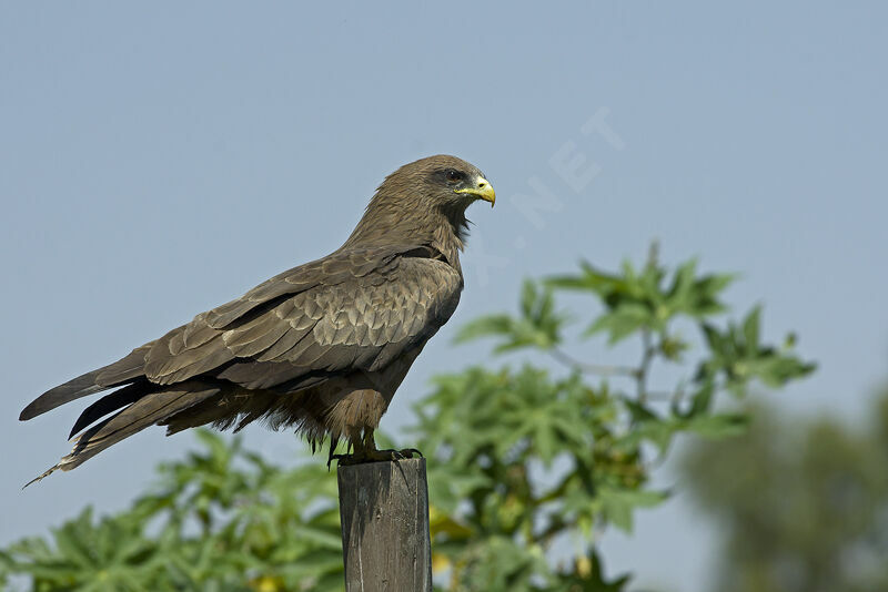 Yellow-billed Kite