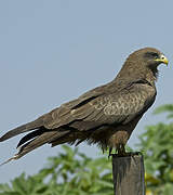 Yellow-billed Kite