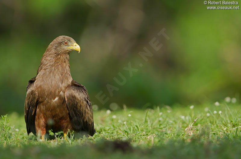 Yellow-billed Kite