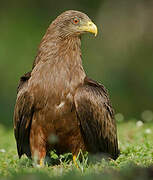 Yellow-billed Kite