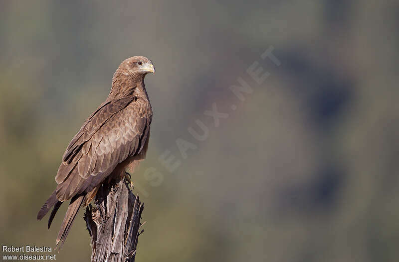 Yellow-billed Kiteimmature, identification