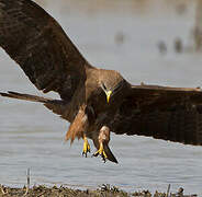 Yellow-billed Kite