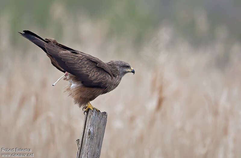 Black Kiteadult, Behaviour