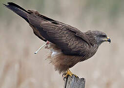 Black Kite