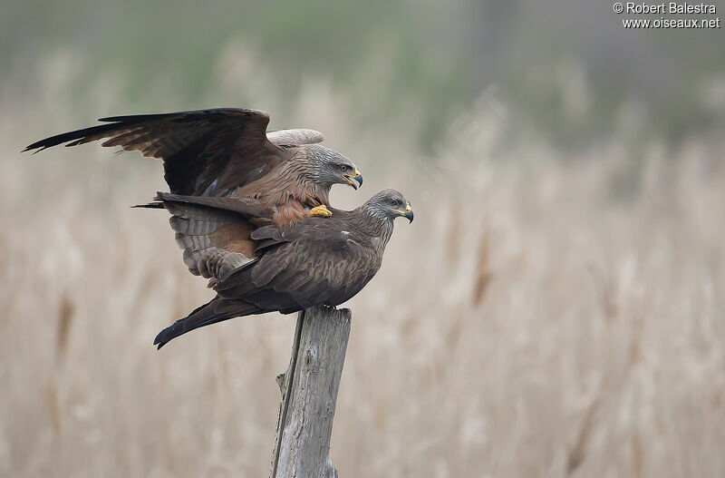 Black Kite 