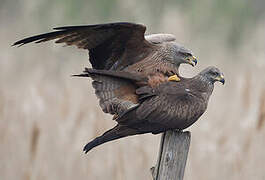 Black Kite