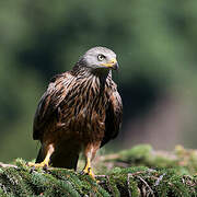 Red Kite