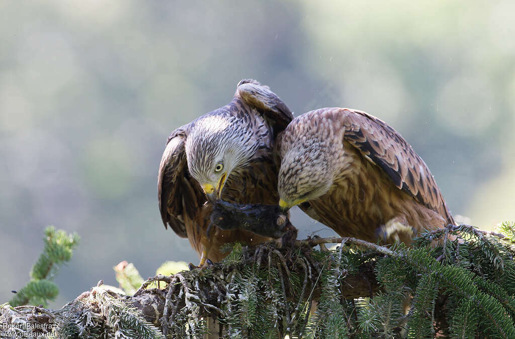 Red Kite, feeding habits, Reproduction-nesting