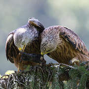 Red Kite