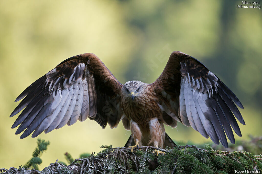 Red Kitejuvenile