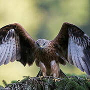 Red Kite