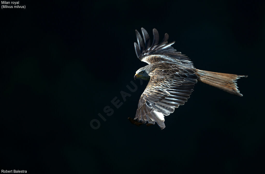 Red Kite