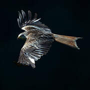 Red Kite