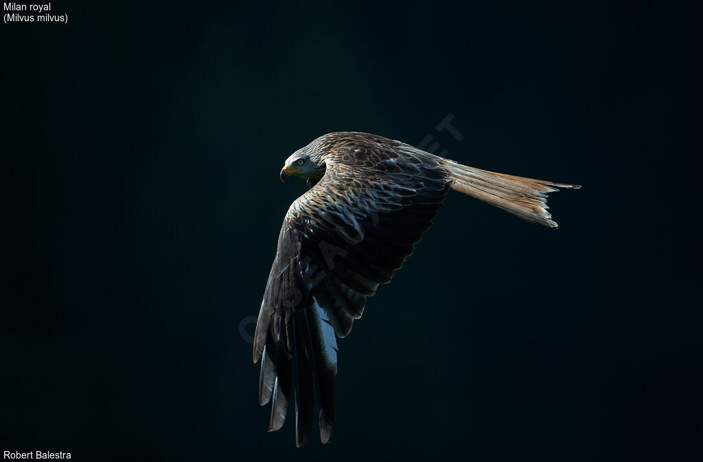 Red Kite