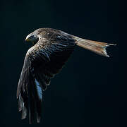 Red Kite