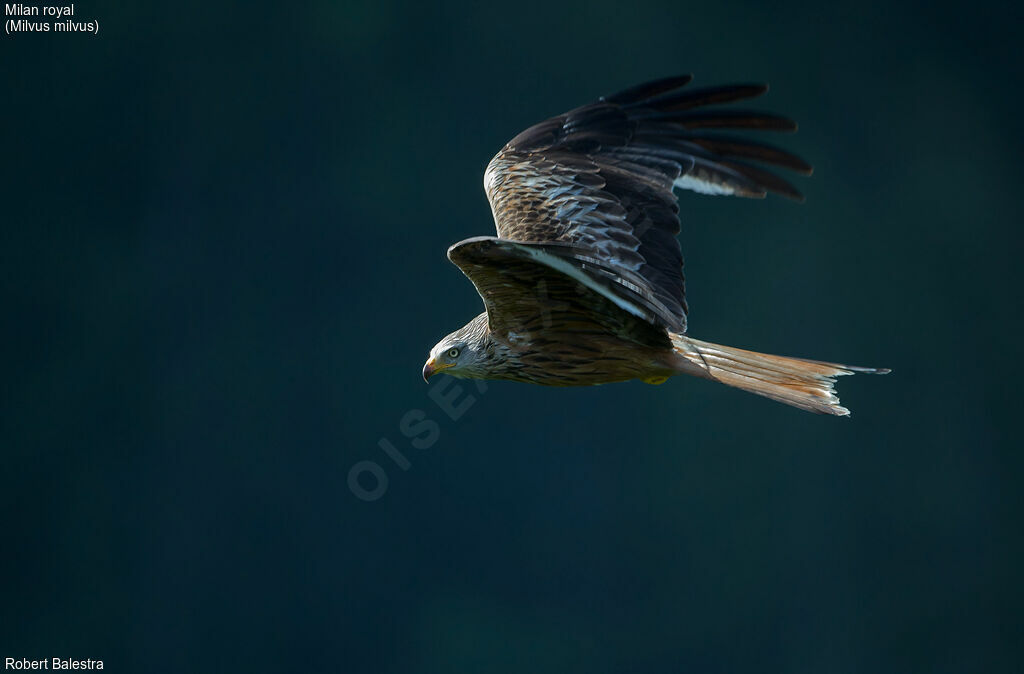 Red Kite