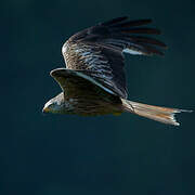 Red Kite